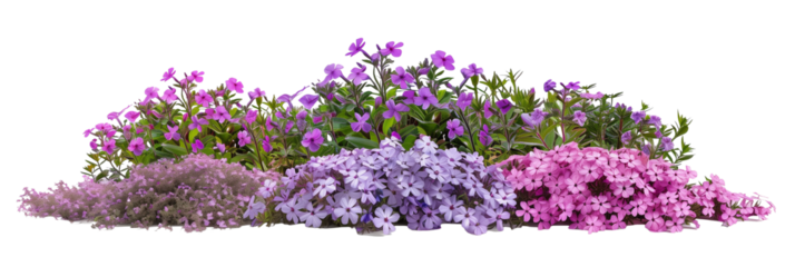 set of Creeping Phlox, with their carpet-like spread and colorful blooms, isolated on transparent background