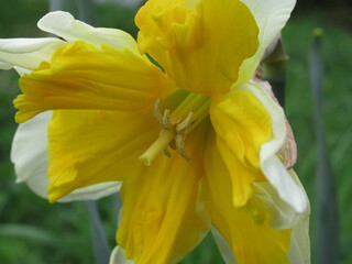 Zbliżenie na delikatny kwiat narcyza © Kumulugma