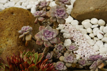 Close-up of stone lotus in the garden
