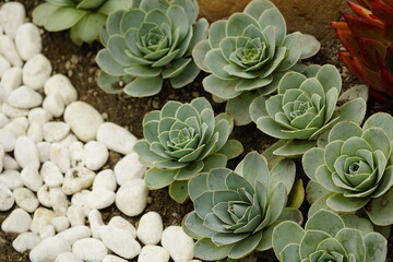 Close-up of stone lotus in the garden