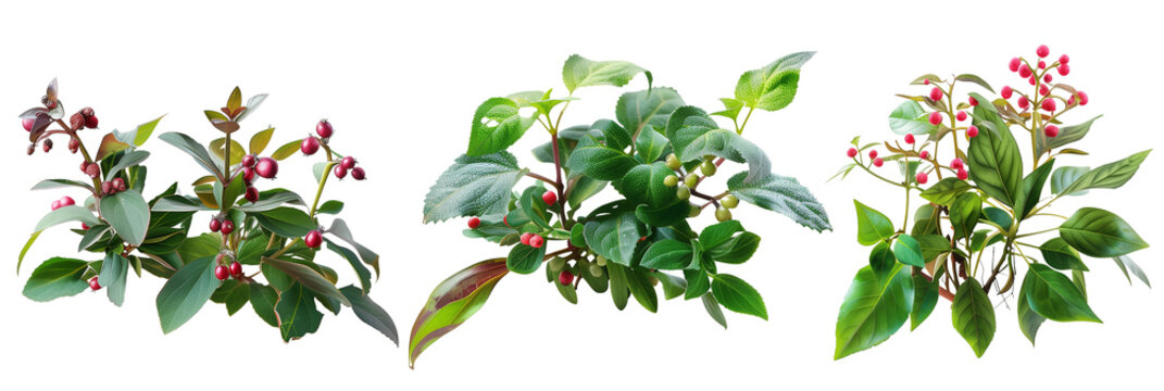 set of wintergreen plants, with red berries, isolated on transparent background