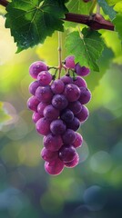 A bunch of grapes hanging from a vine. The grapes are purple and shiny. The image has a bright and lively mood