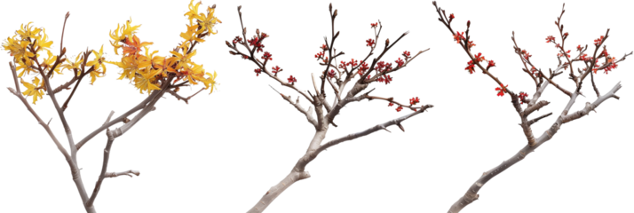 set of witch hazel bushes, each showcasing their unique, fragrant winter blooms, isolated on transparent background
