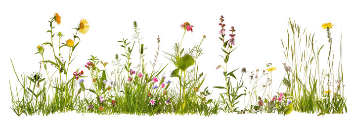 set of wildflower meadows, each bursting with native species from different regions, isolated on transparent background