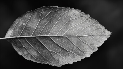Close-up Black and white photography of the leaf, forest. Landscapes photography