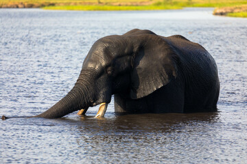 African bull elephant enjoys a long and refreshing swim in the fresh water of the Chobe River....