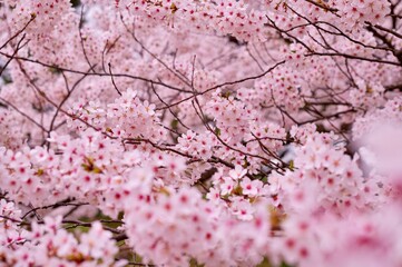 弘前の４月に咲く染井吉野のサクラの花