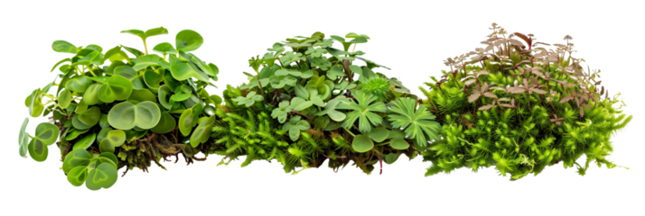 set of liverworts, intricate and lesser-known ground covers, thriving in moist, shady environments, isolated on transparent background