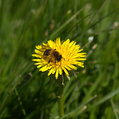 Honey bee on Dandelion