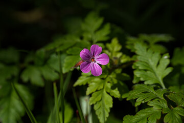 Herb robert flower