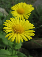 Żółty kwiat rośliny z gatunku Doronicum