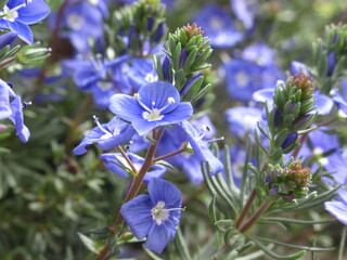 Błękitny kwiat rośliny z gatunku Veronica chamaedrys - obrazy, fototapety, plakaty