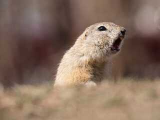 A prairie dog is standing with its mouth open on a grassy field.