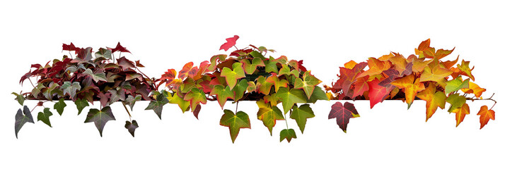 set of creeper plants with colorful autumn foliage, showcasing their seasonal color change, isolated on transparent background