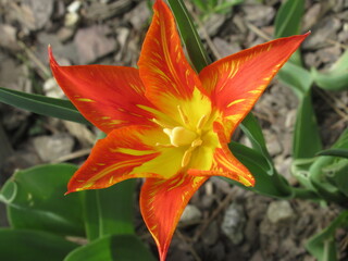 Pomarańczowy kwiat tulipana liliokształtnego, naznaczony żółtymi pasemkami