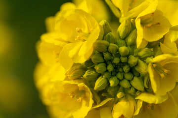 closeup of a canola flower