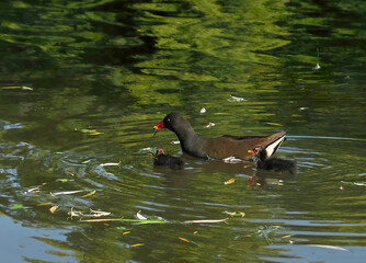 A family of green-footed coots with young hunts for insects. Coots, green-legged coots floating on the surface of the water, the pond reflects the green of the trees.