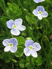 Błękitny kwiat rośliny z gatunku Veronica chamaedrys