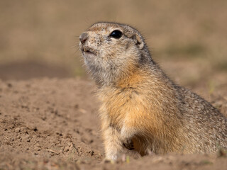 A prairie dog is looking at a camera on a grassy field.