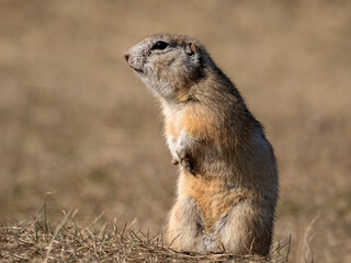 A prairie dog is standing on its hind legs on a grassy field.