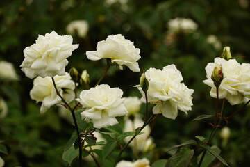 Close-up of roses blooming in the garden