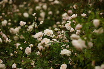 Close-up of roses blooming in the garden