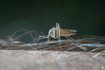 Closeup of a mosquito on a man's leg