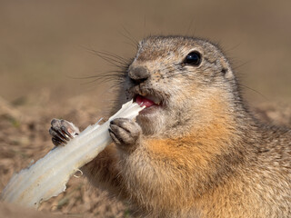 A prairie dog is eating a piece of cabbage on a grassy field.