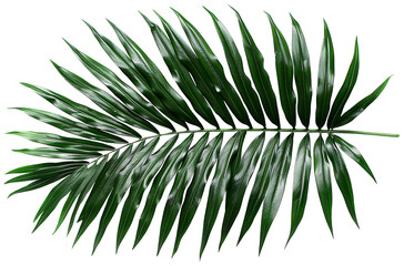 Tropical green palm leaf isolated on transparent background