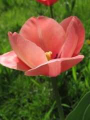Rozkwitający kwiat różowego tulipana