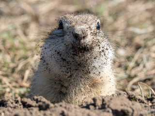Prairie dog leaning out of its hole