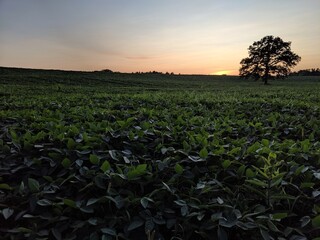 A soybean field with a solo maple tree on it at sunset in the summer