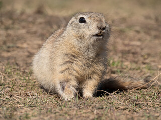 A prairie dog is looking at a camera on a grassy field.