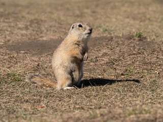 A prairie dog is standing on its hind legs on a grassy field.
