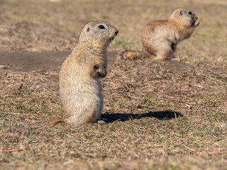 A prairie dogs are standing on its hind legs on a grassy field.