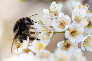 bumblebee in plum blossoms