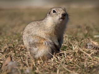 A prairie dog is looking at a camera on a grassy field.
