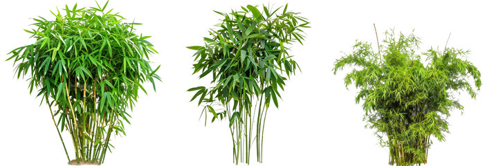 set of dwarf bamboo, perfect for ornamental gardens, showcasing their compact form and fine leaves, isolated on transparent background - obrazy, fototapety, plakaty