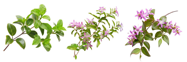 set of creeping myrtle, displaying their star-shaped flowers and shiny leaves, isolated on transparent background - obrazy, fototapety, plakaty