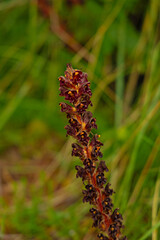beautiful flowering red broomrape bloom