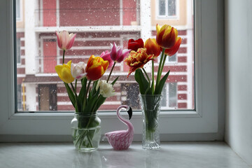 Colorful tulips in vase on the windowsill at rainy weather. Home decor with flowers.