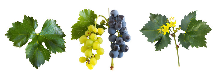 set of Oregon grapes, showing off their holly-like leaves and yellow flowers, isolated on transparent background - Powered by Adobe