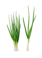 Scallions, young green onion isolated on white background 