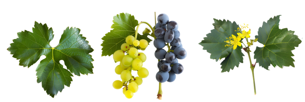 set of Oregon grapes, showing off their holly-like leaves and yellow flowers, isolated on transparent background