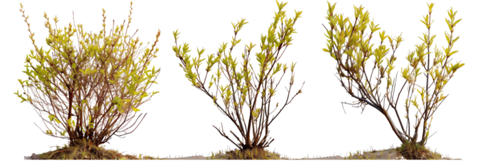 set of arctic willows, small and hardy, perfectly adapted to cold climates, isolated on transparent background