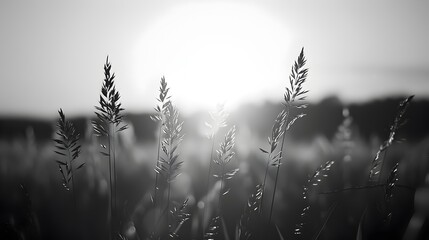 Peaceful Golden Hour Meadow with Glowing Natural Backlight and Minimalist Silhouetted Grass - obrazy, fototapety, plakaty