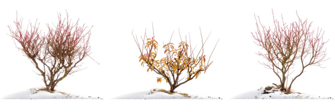 set of arctic willows, small and hardy, perfectly adapted to cold climates, isolated on transparent background