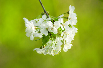 A branch of a fruit tree with white flowers on a green background
