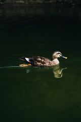 猊鼻渓で泳ぐ鳥