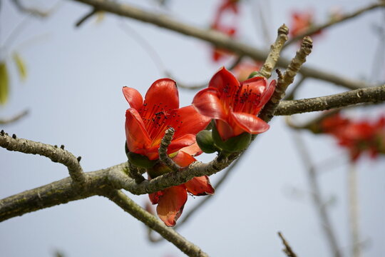 Close-up of red Bombax ceiba flowers blooming on a tree